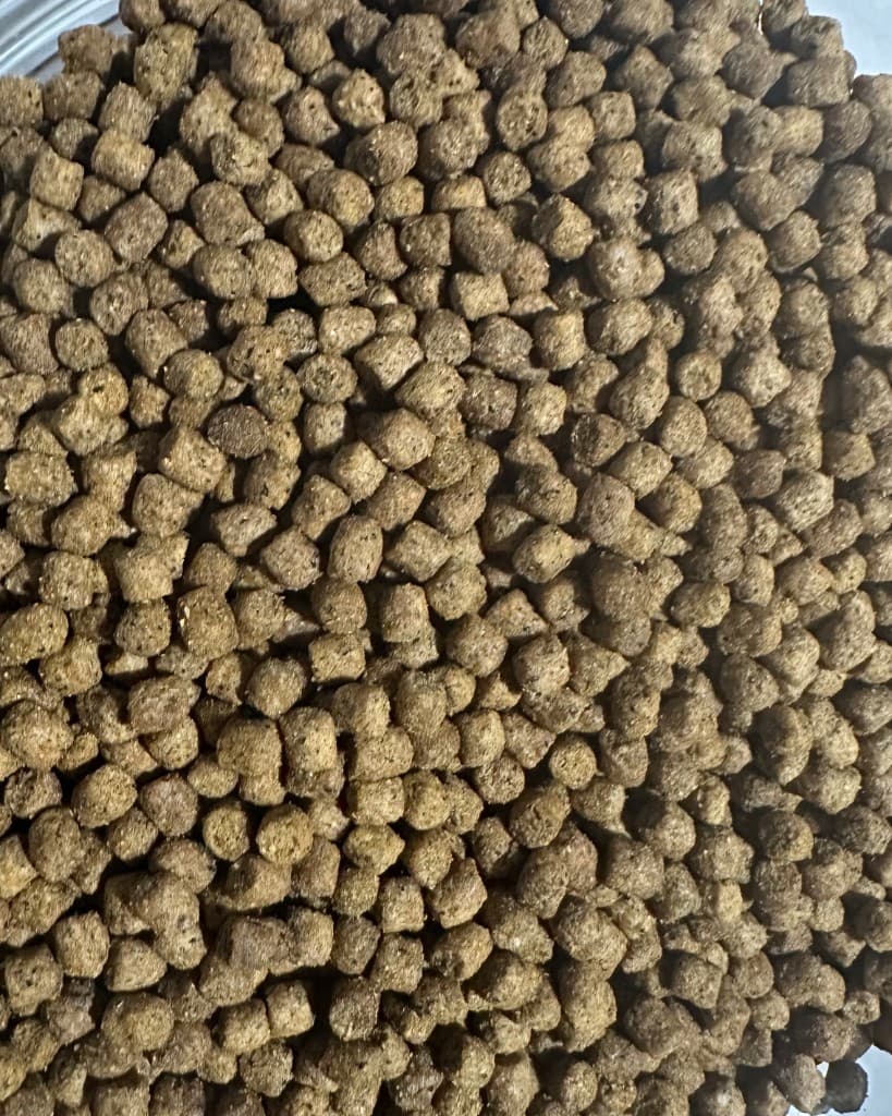 Close-up of XENPRO insect-based food pellets